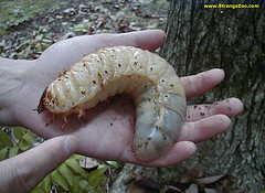 bush tucker Food glorious food